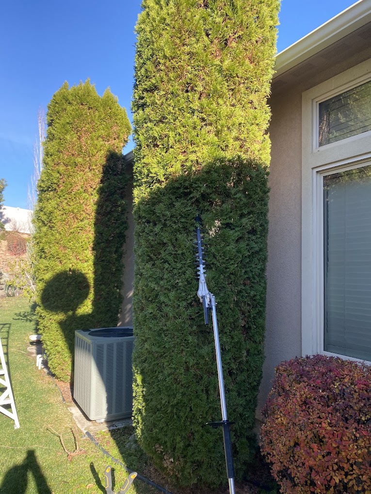 Arborvitae Care