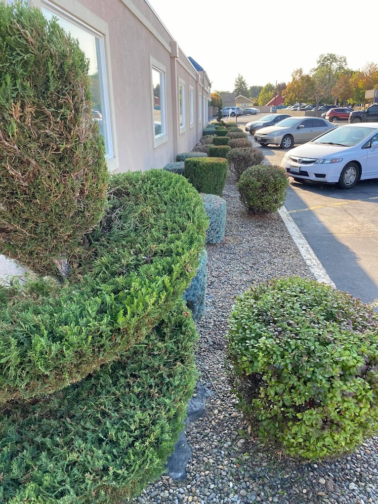 Commercial Topiary